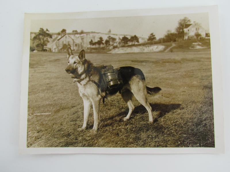 Photo : German Shepherd Dog with some Equiptment